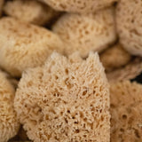 Wool Sea Sponge