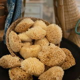 Wool Sea Sponge