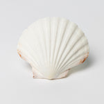 English scallop