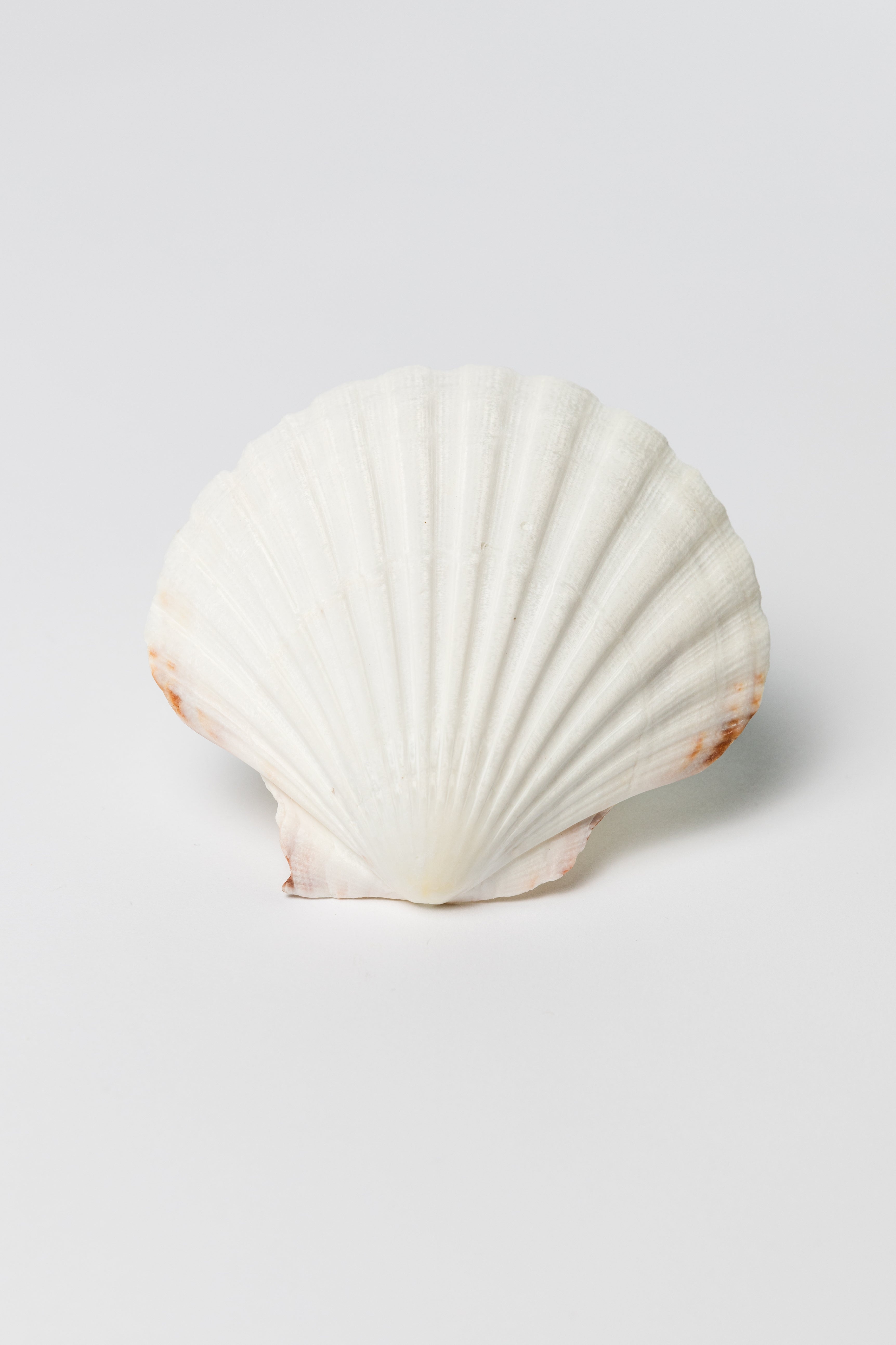 English scallop