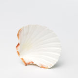 English scallop