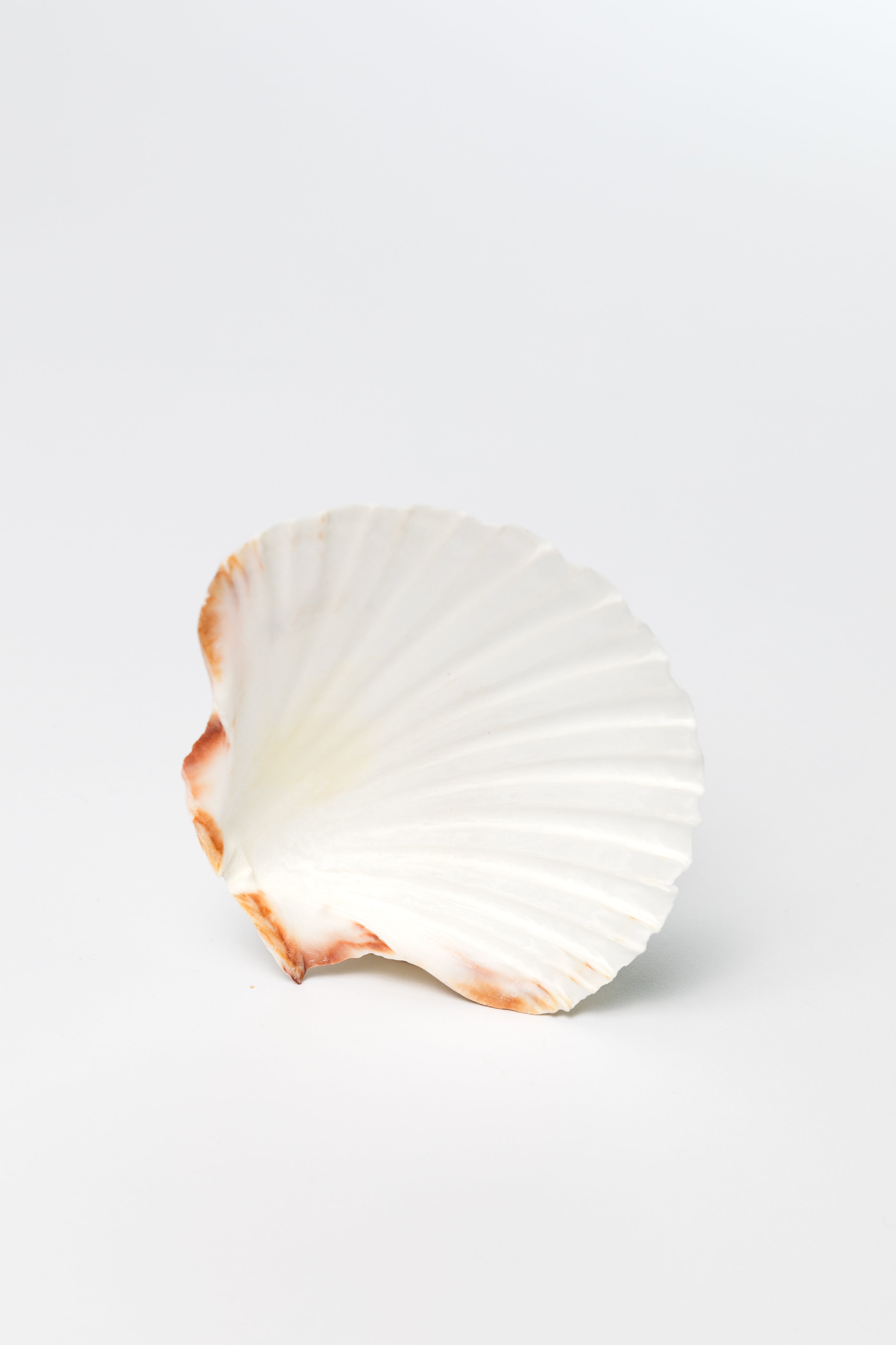 English scallop