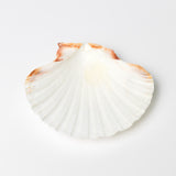 English scallop