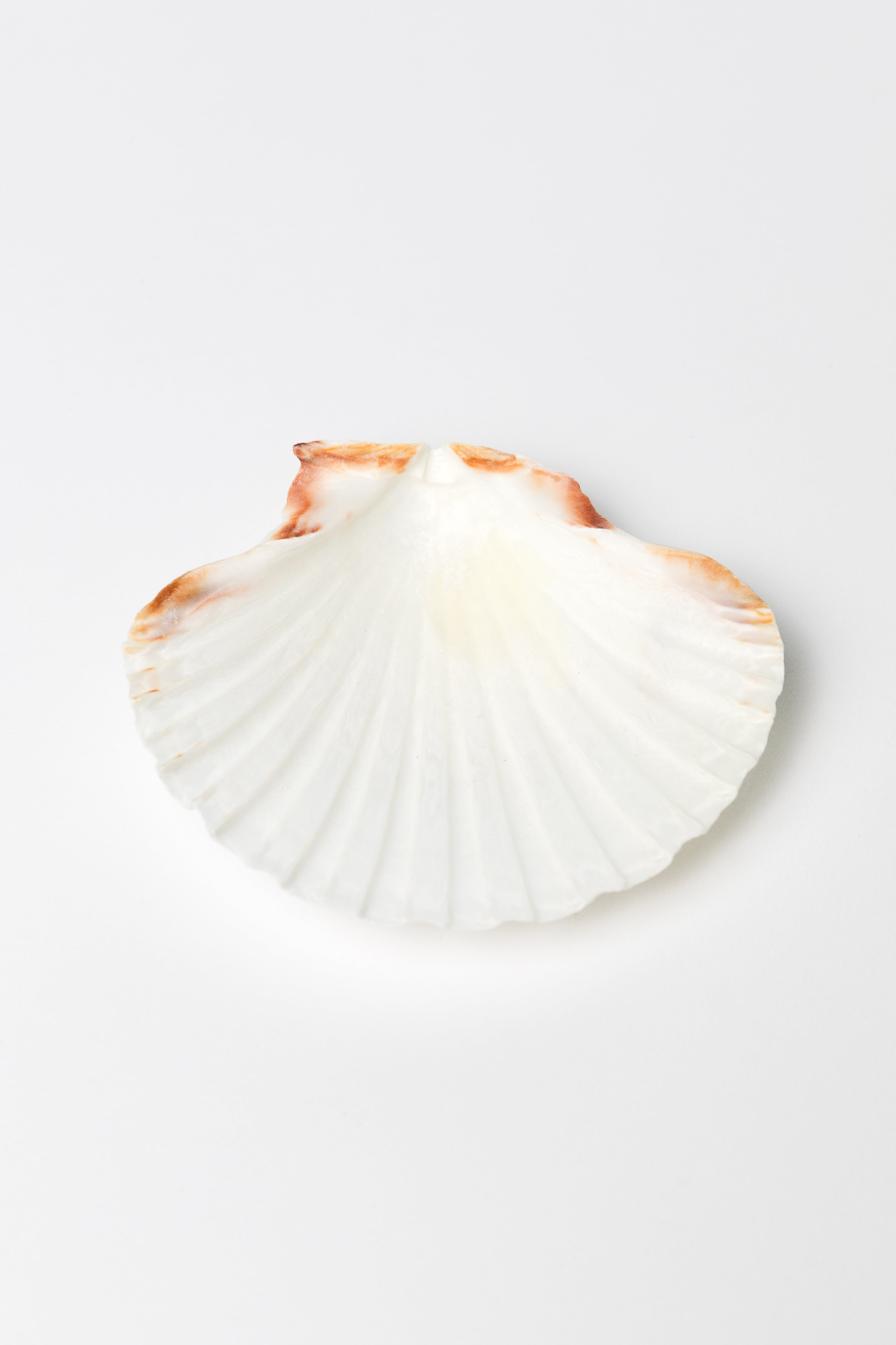 English scallop