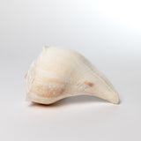 Florida Lightning Whelk