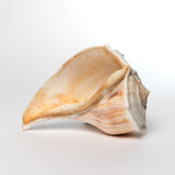 Florida Lightning Whelk