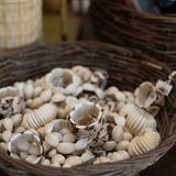 palm ivory natural