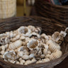 palm ivory natural
