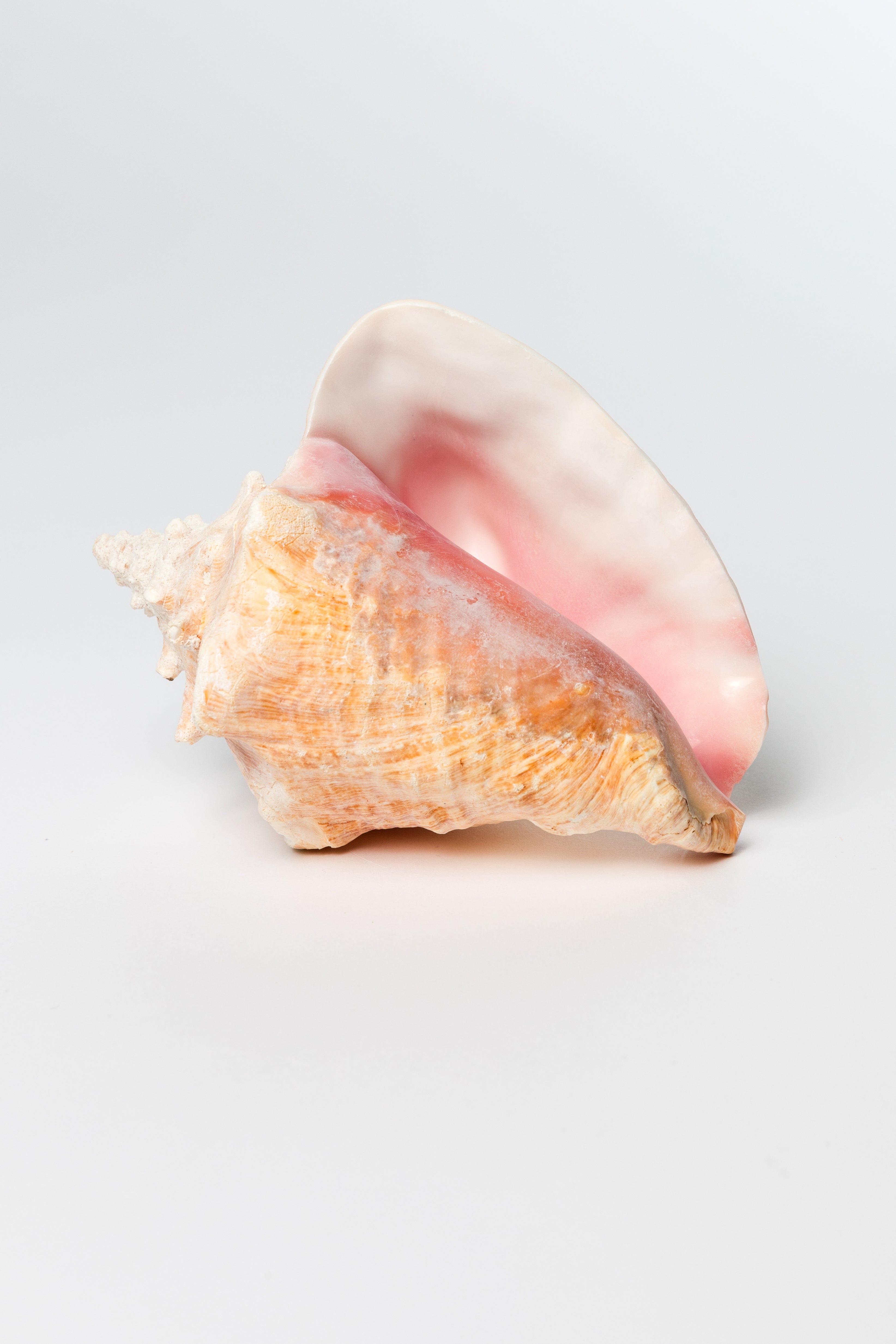 pink queen conch