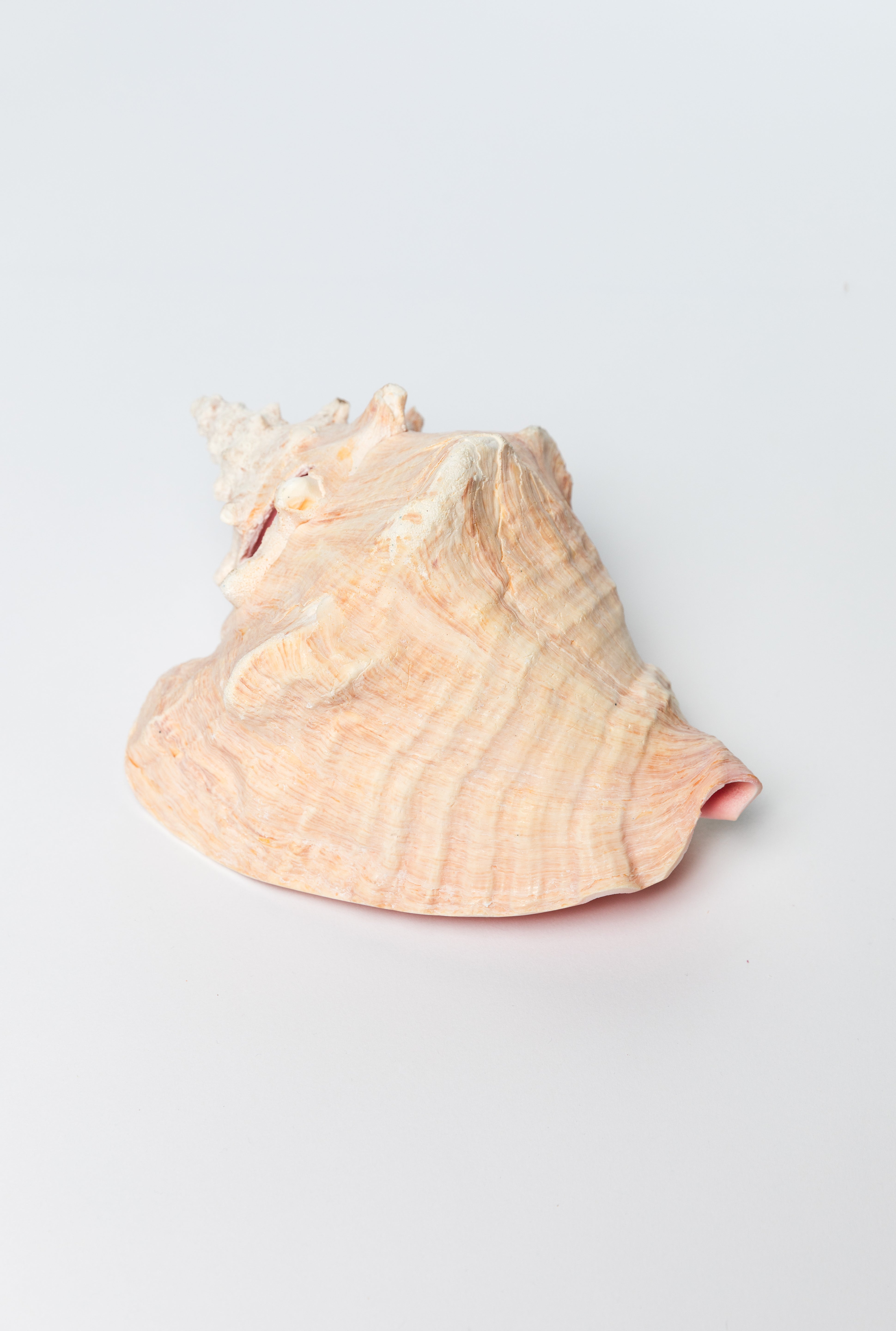 pink queen conch