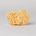 sea sponge