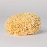 wool sea sponge